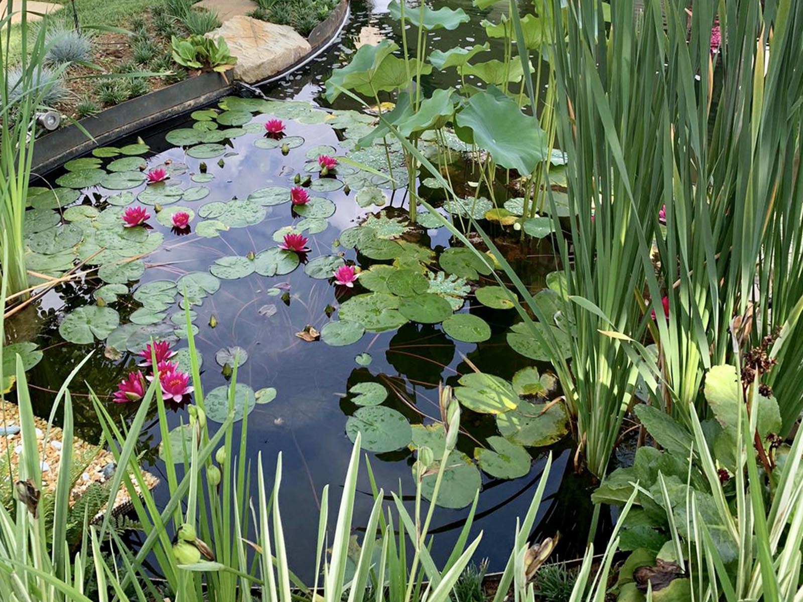 mazzucchetti giardini giardini acquatici