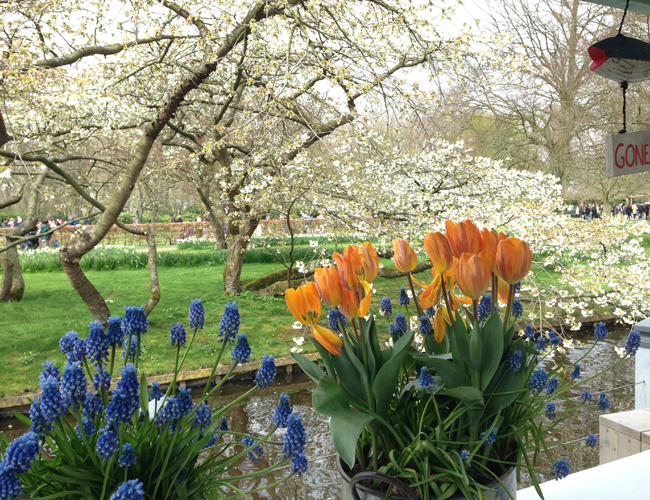 Mazzucchetti Giardini Bulbi