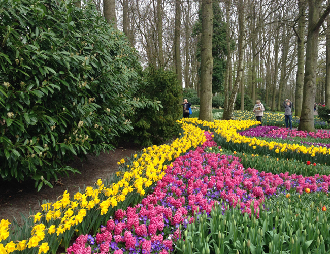 Mazzucchetti Giardini Bulbi