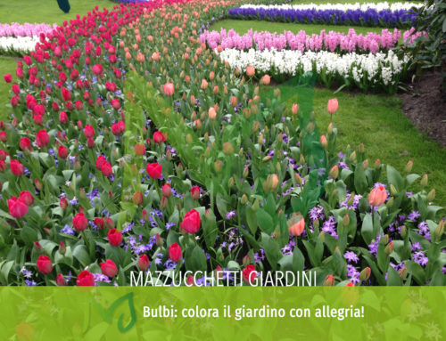 Bulbi: colora il giardino con allegria!
